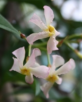 Sassy Pink Confederate Jasmine, Trachelospermum jasminoides 'Sassy'